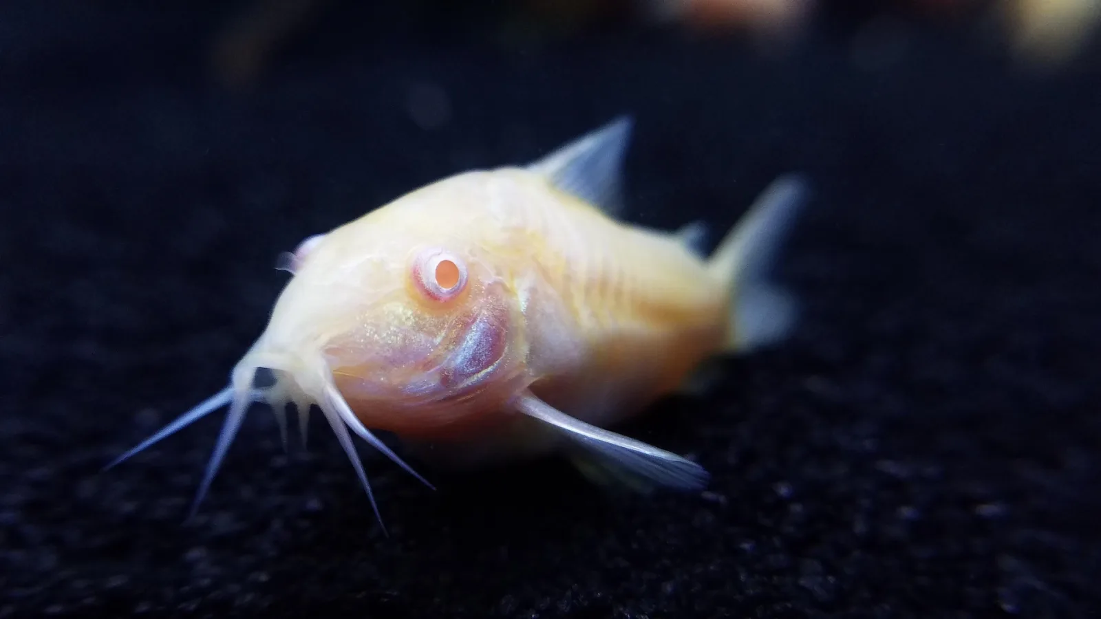 Albino Corydoras catfish, likely a domestically bred albino strain of Corydoras aeneus, resting near the substrate