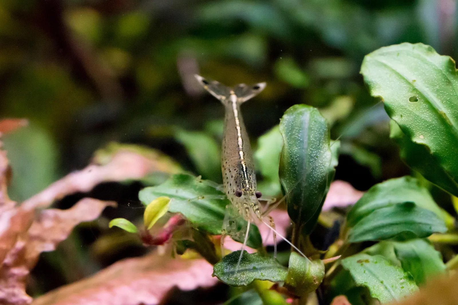 Amano shrimp (Caridina multidentata) gripping a plant leaf, rear view showing its dashed lateral body pattern