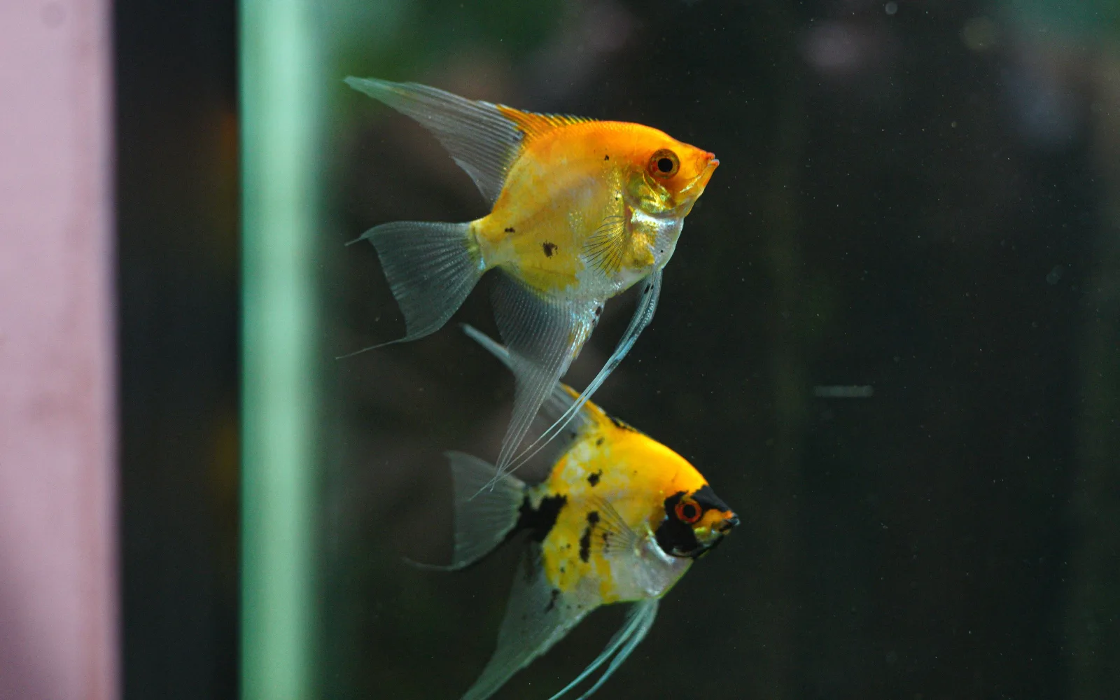 Pair of freshwater angelfish (Pterophyllum scalare) in a koi/marble colour strain, showing the tall, laterally compressed body and long trailing fins typical of the species