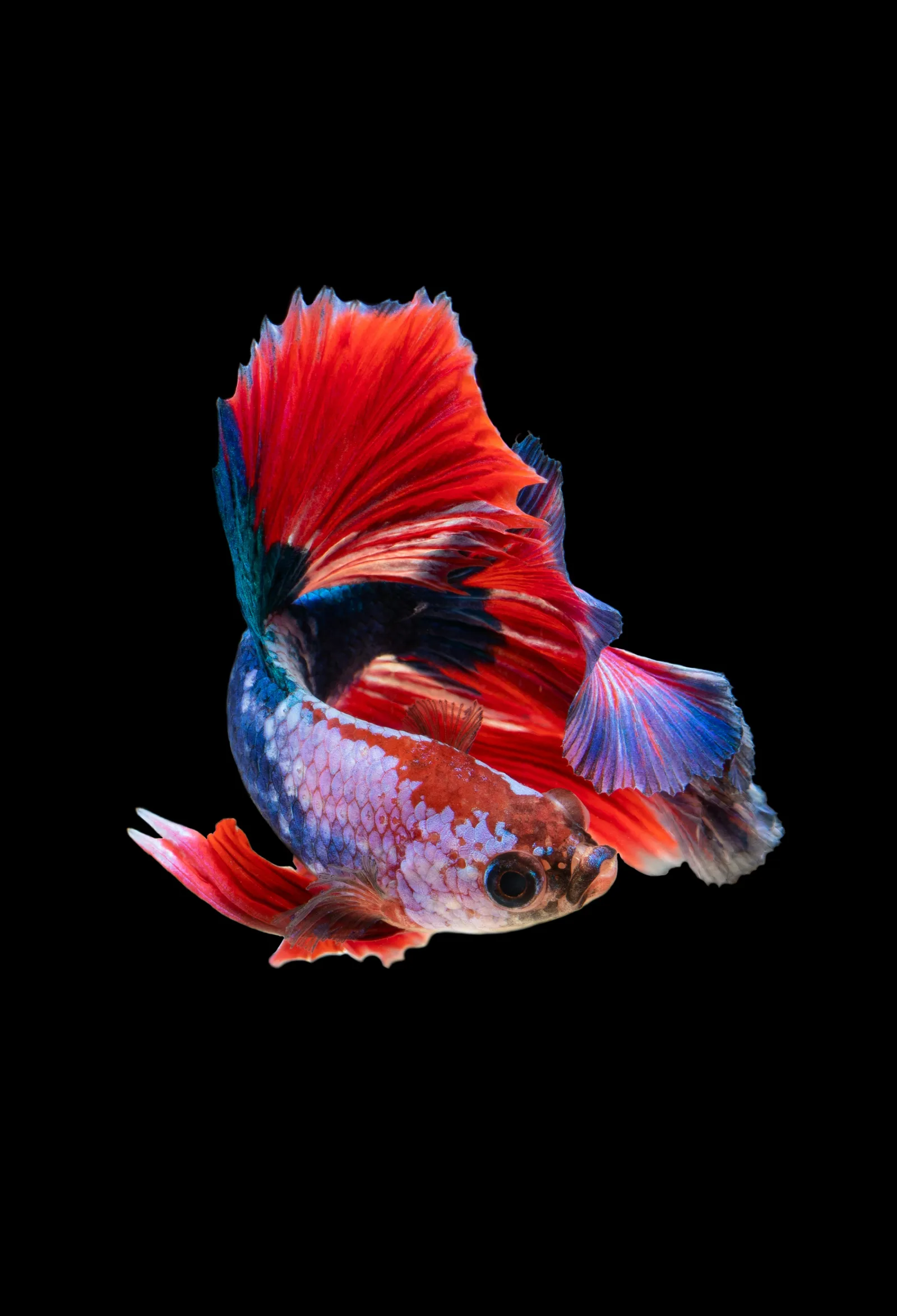 Betta splendens with red and blue fins fully flared, photographed against a black background