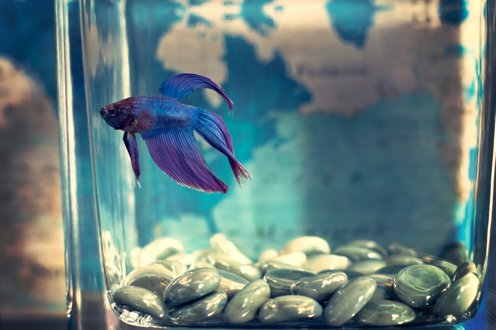 Betta swimming in a small glass container with gravel substrate and no visible plants, filter or heater