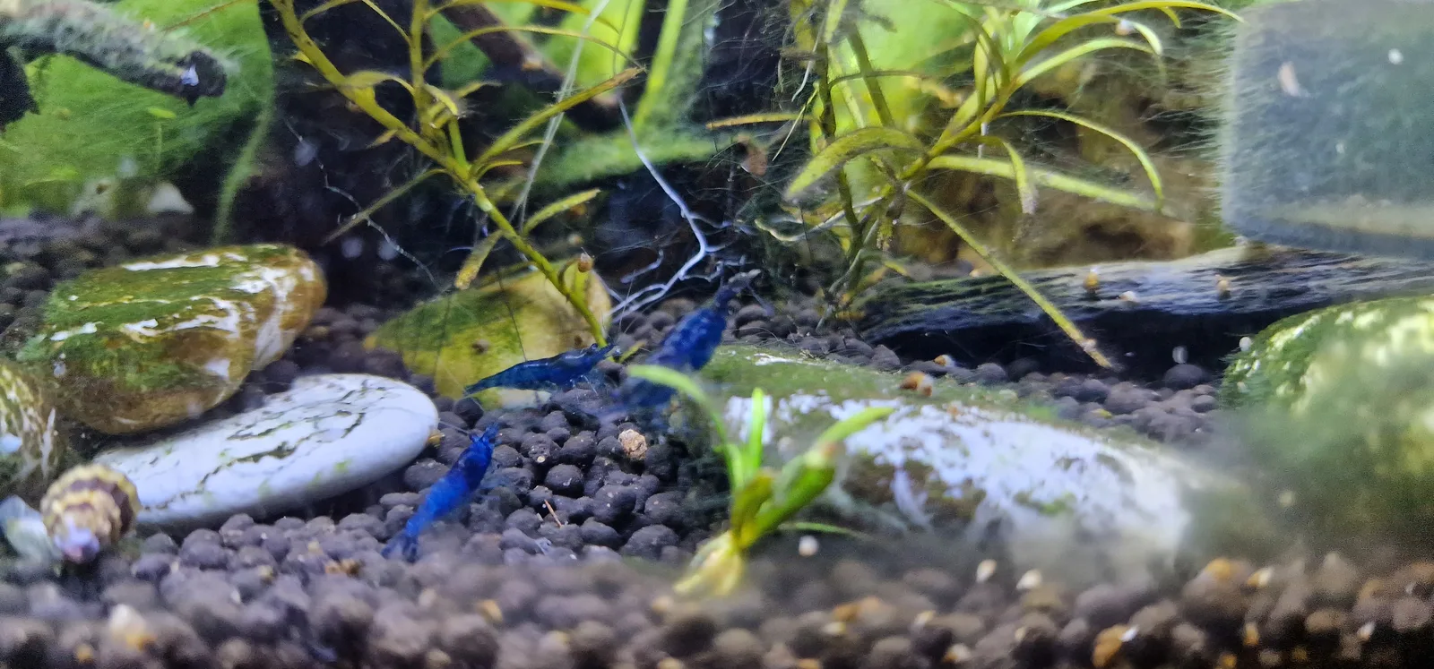 Blue cherry shrimp (Neocaridina davidi), a blue colour morph of the same species sold as red cherry shrimp