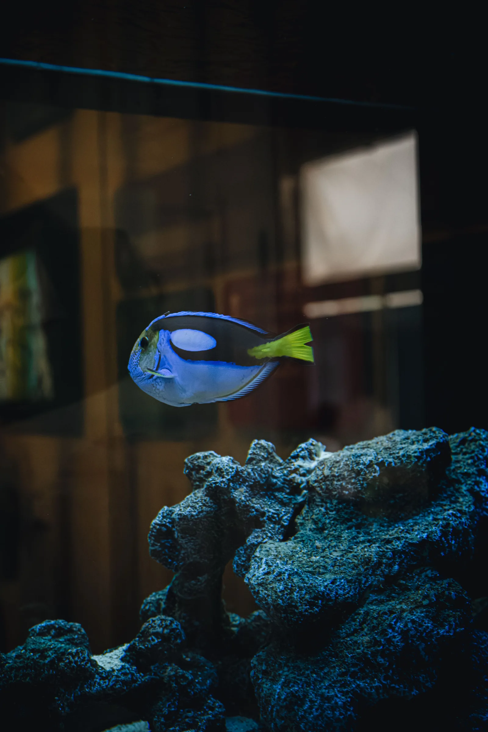 Blue tang swimming above live rock in a reef aquarium