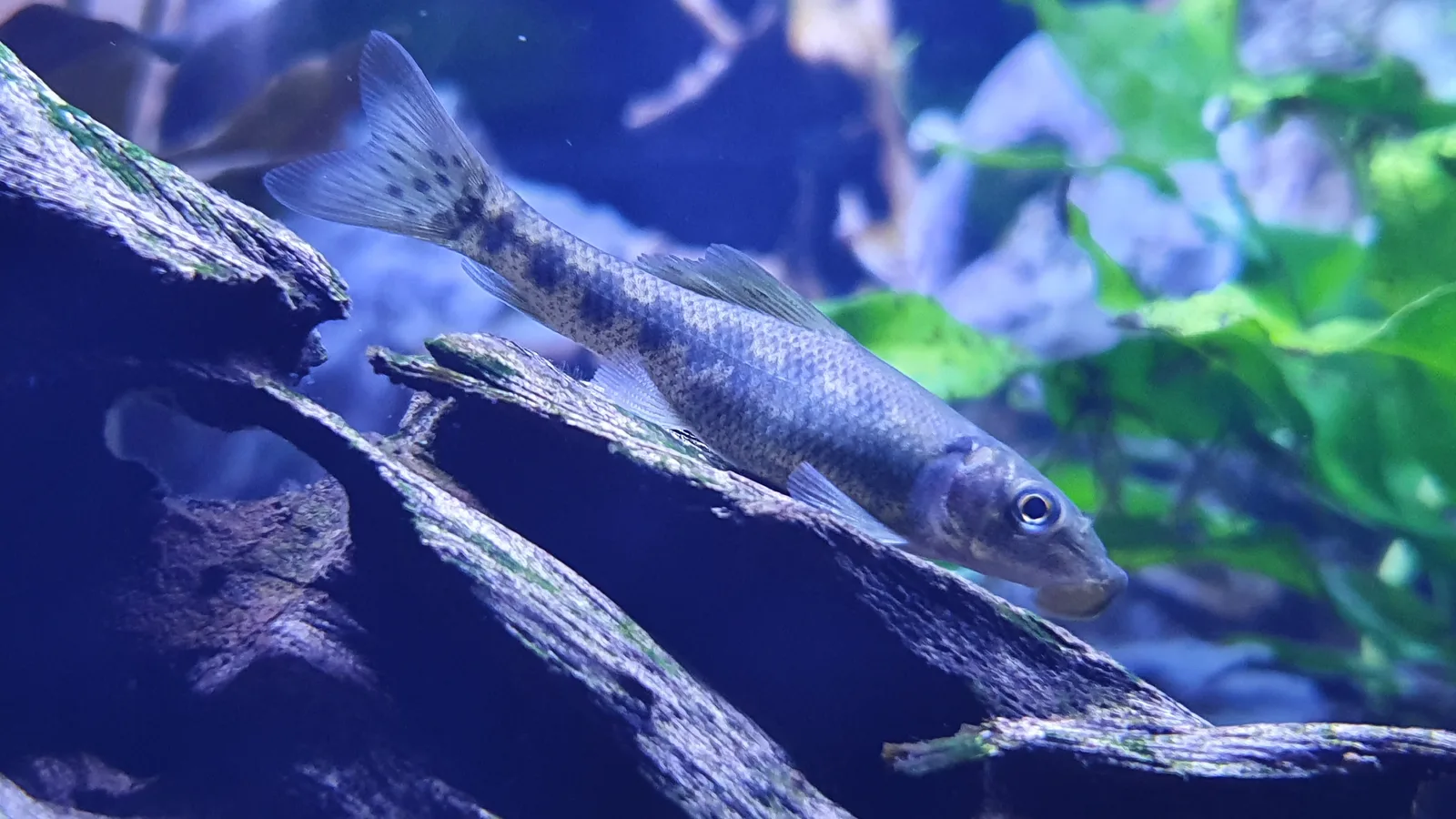 Chinese algae eater (Gyrinocheilus aymonieri) resting on driftwood, showing its elongated body and ventral sucker mouth