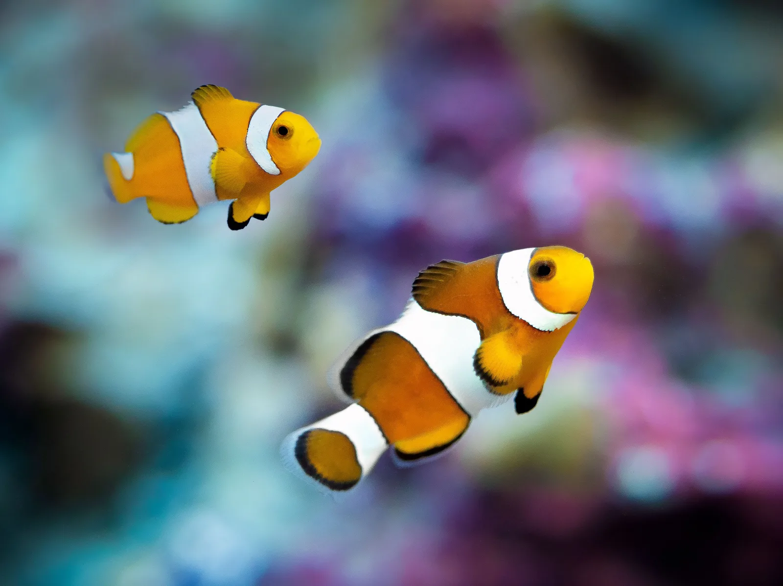 Two clownfish swimming near coral in a reef aquarium