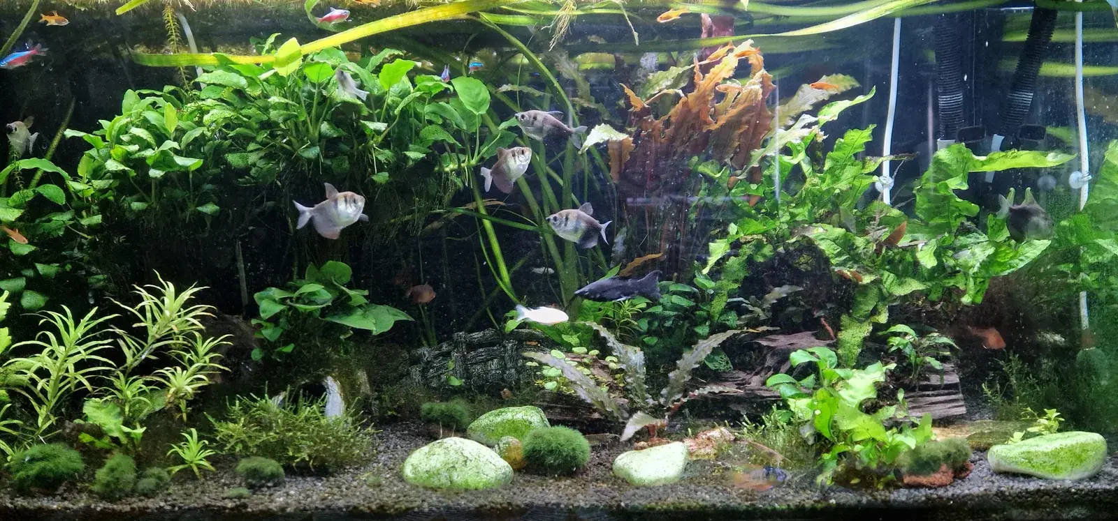 Planted community aquarium with several small fish of different species swimming together