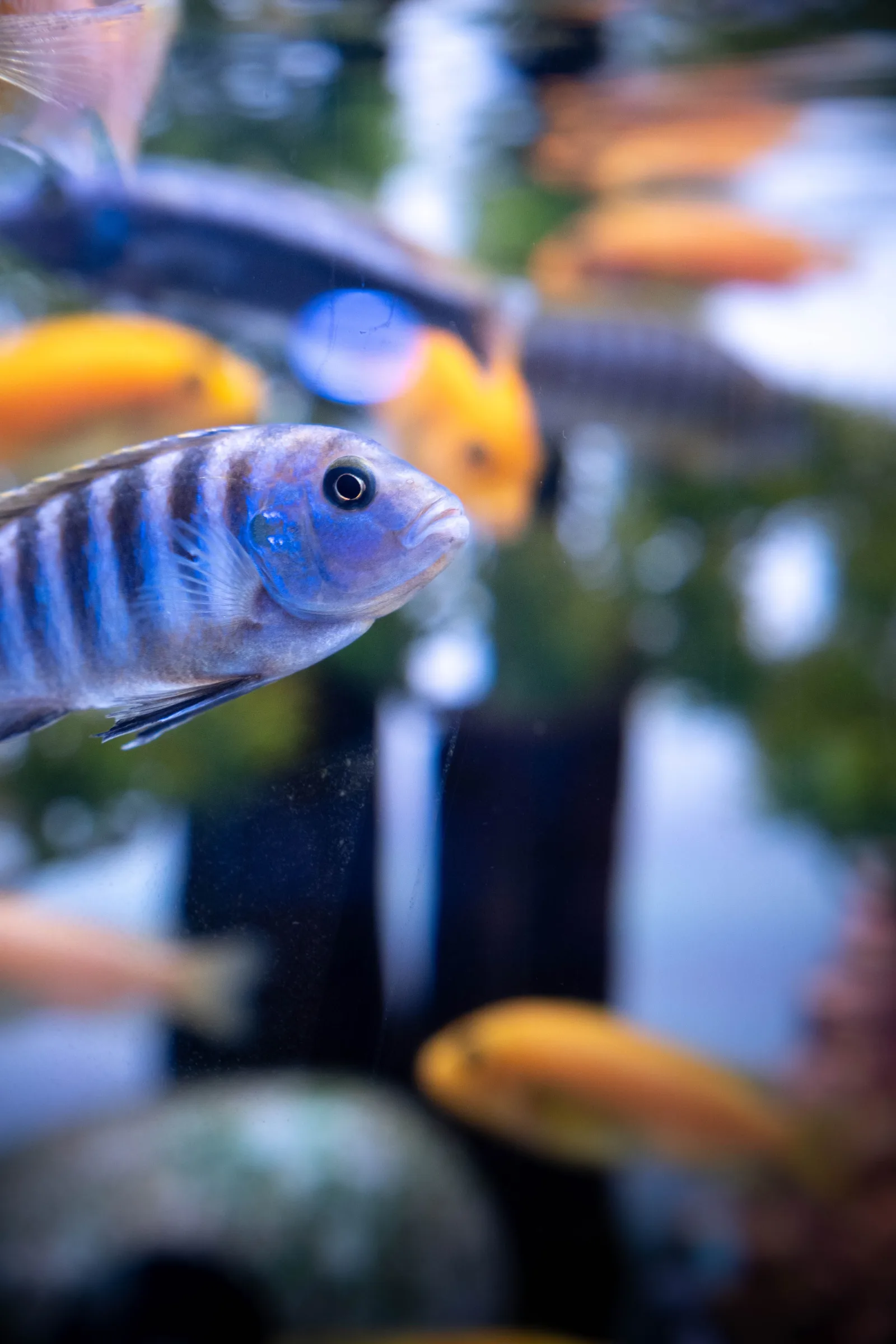 Vertically-barred mbuna cichlid with a blue face, consistent with Pseudotropheus demasoni, though colouration alone can't fully confirm species-level identification