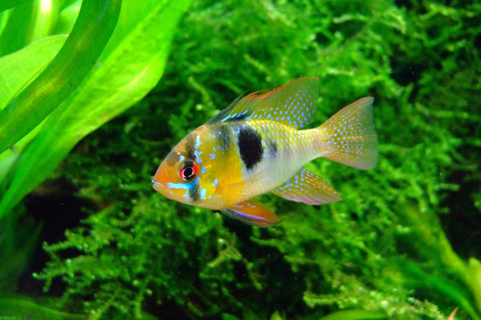 German blue ram (Mikrogeophagus ramirezi) in wild-type colouration, showing its yellow body, black cheek patch and red eye ring