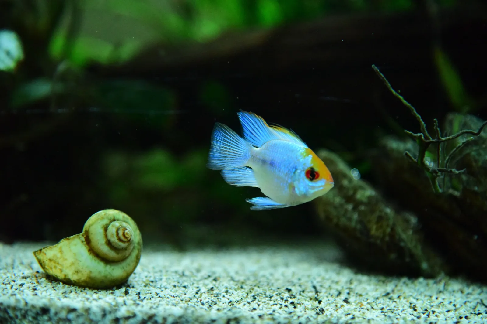 German blue ram in a paler, blue-toned colour morph sometimes sold as an electric blue ram