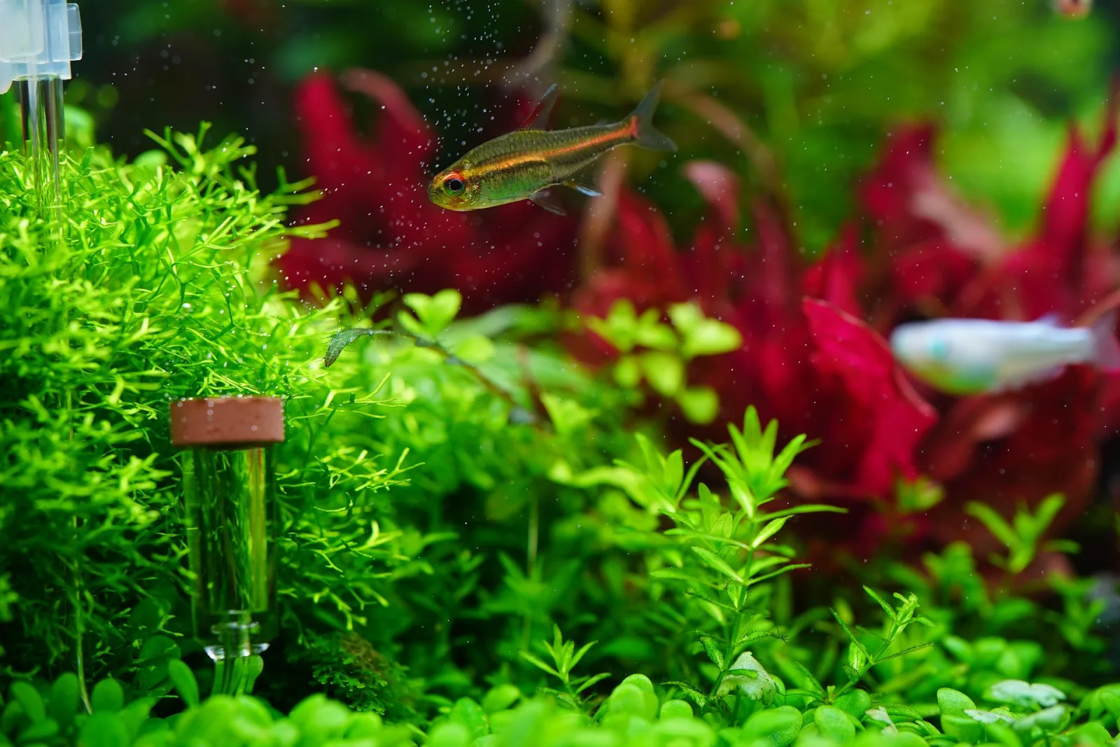 Glowlight tetra with an orange horizontal stripe swimming among aquarium plants