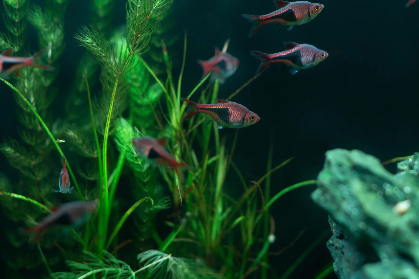 Small shoal of harlequin rasbora with orange bodies and black wedge markings