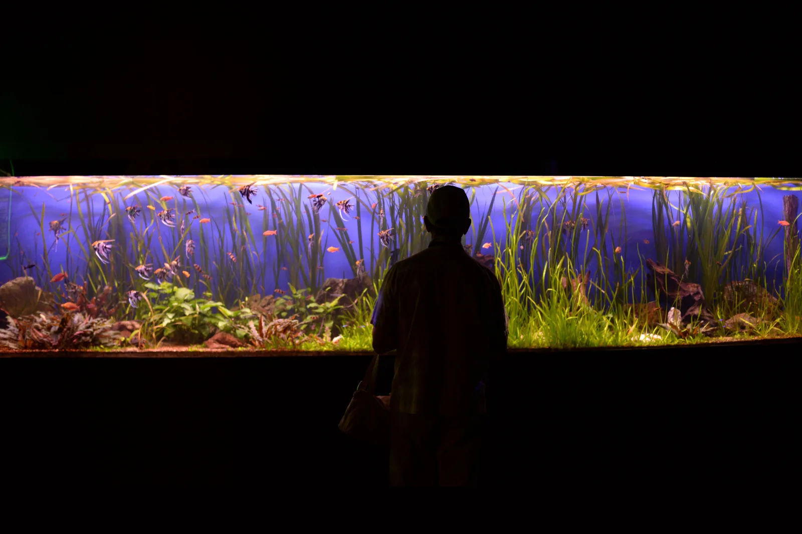 Person silhouetted in front of a large, brightly lit planted aquarium