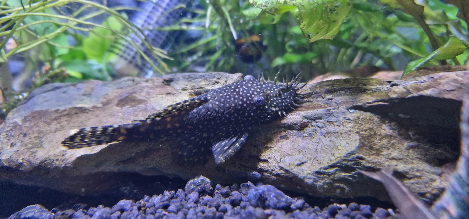 Male bristlenose pleco (Ancistrus sp.) resting on driftwood, showing the branching bristles on its snout