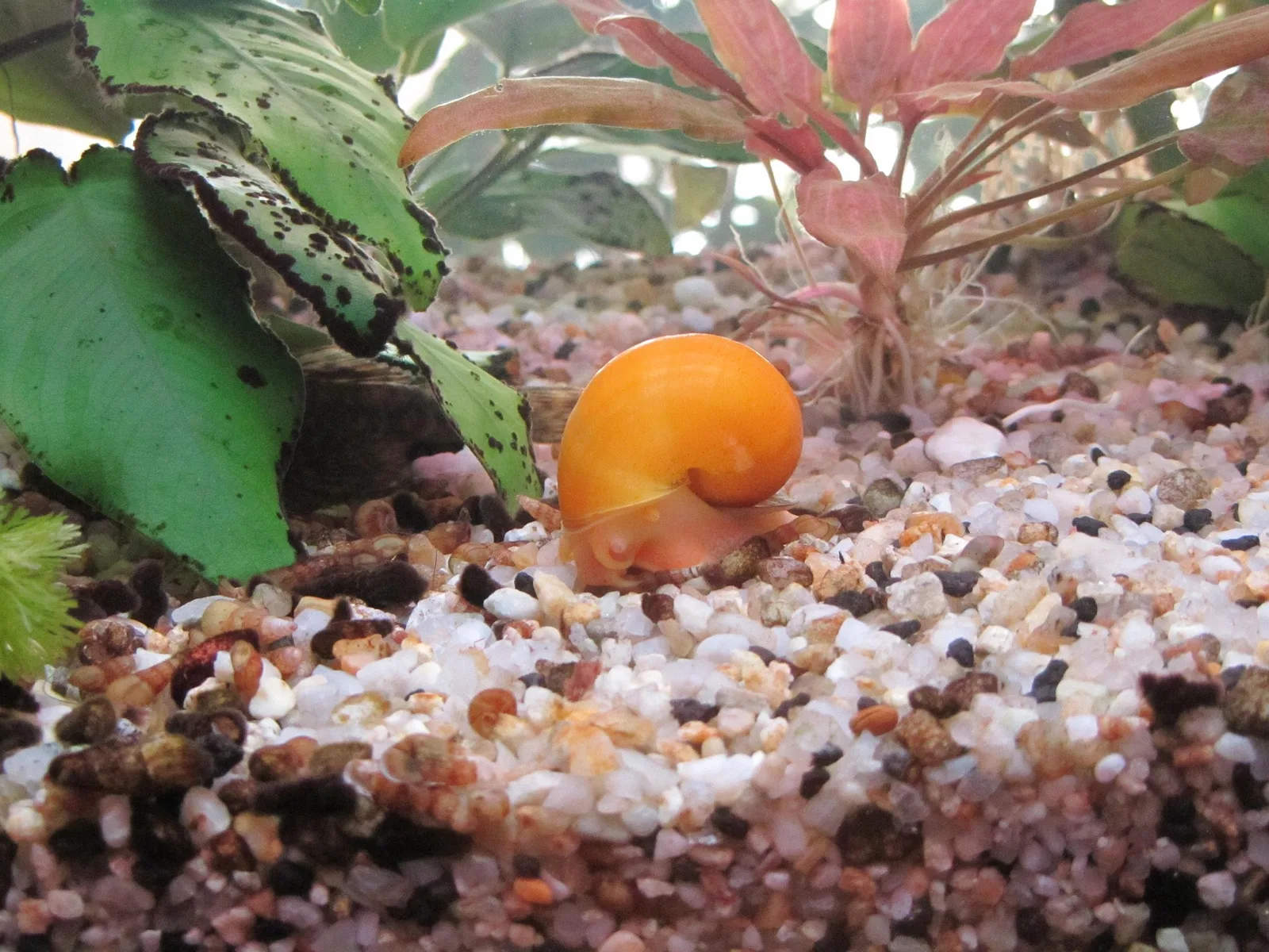 Golden mystery snail (Pomacea diffusa) grazing on the substrate of a planted aquarium