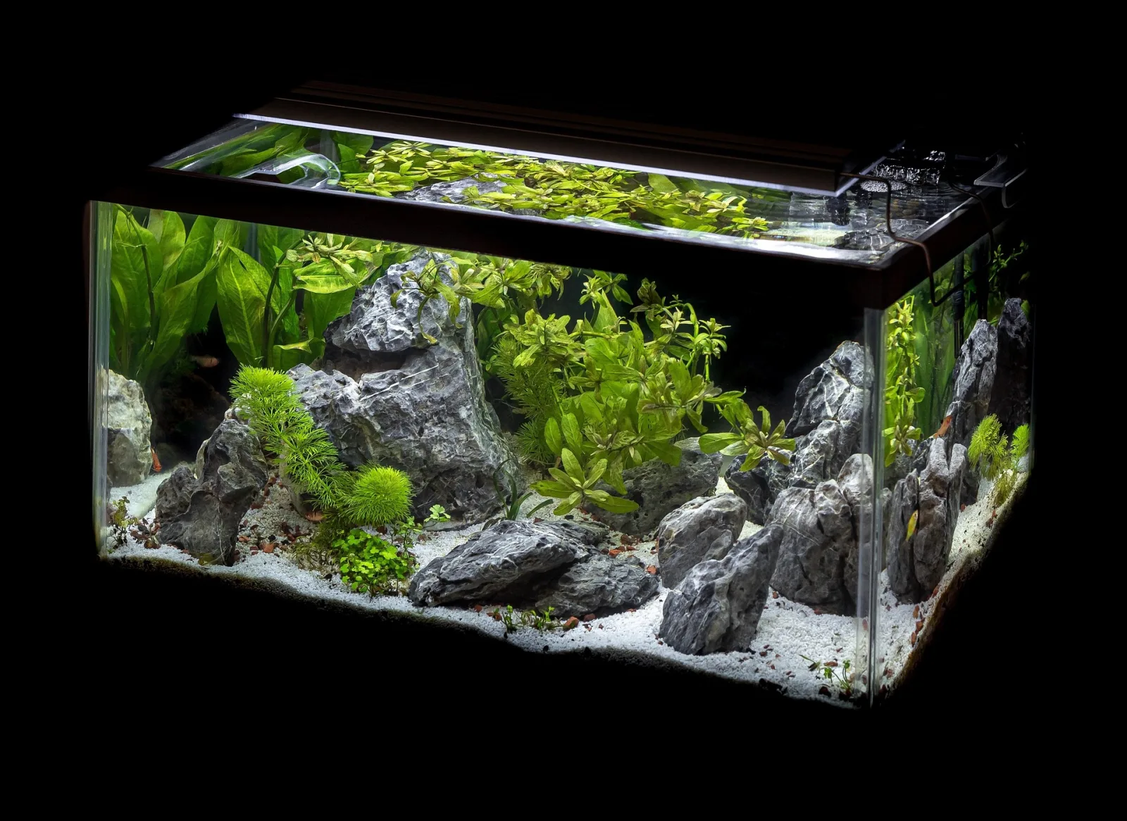 Rock hardscape aquascape in a densely planted freshwater aquarium under LED lighting