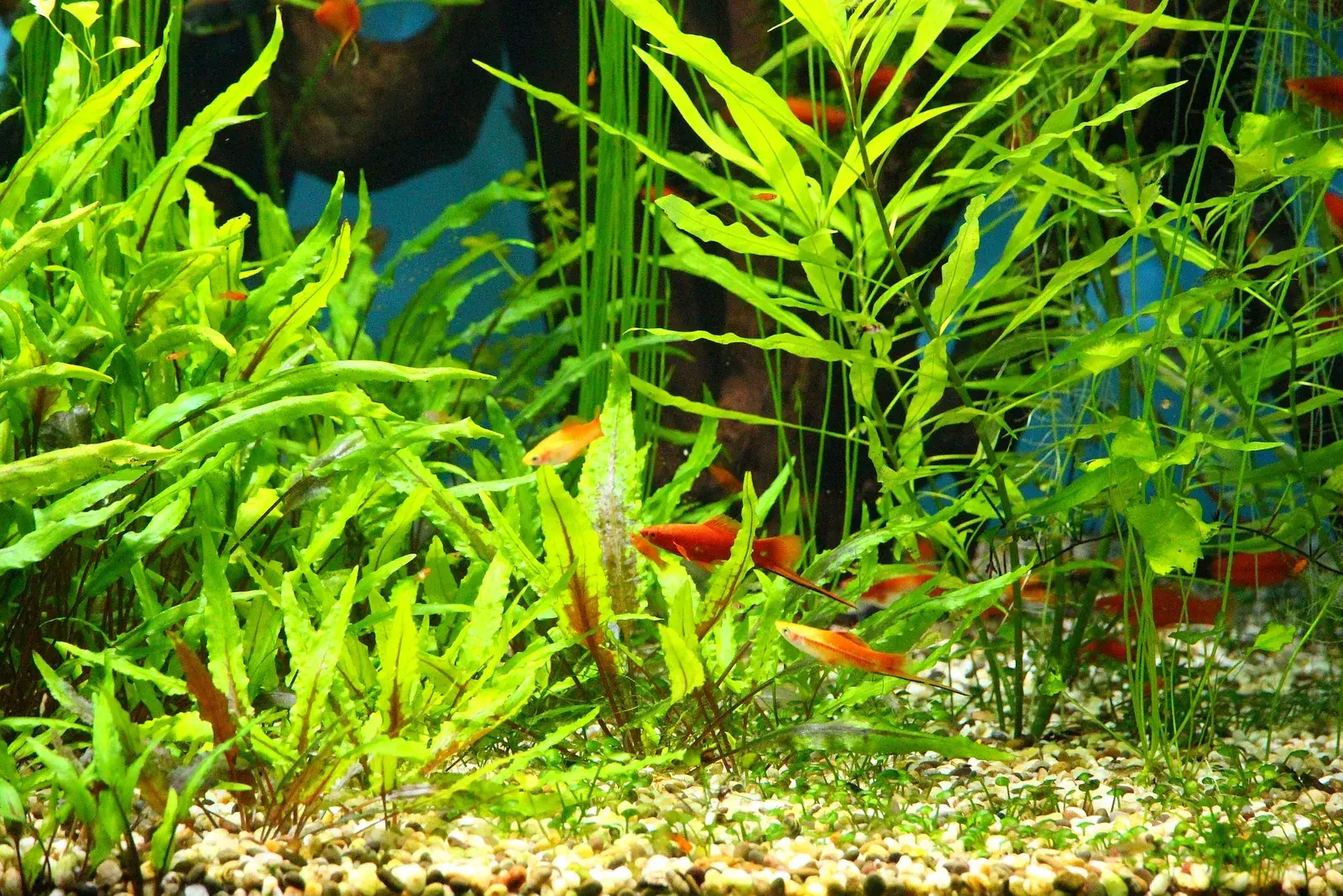 Red-coloured livebearers of genus Xiphophorus in a planted aquarium, consistent with swordtail or platy, though the diagnostic sword-shaped tail extension isn't clearly resolved