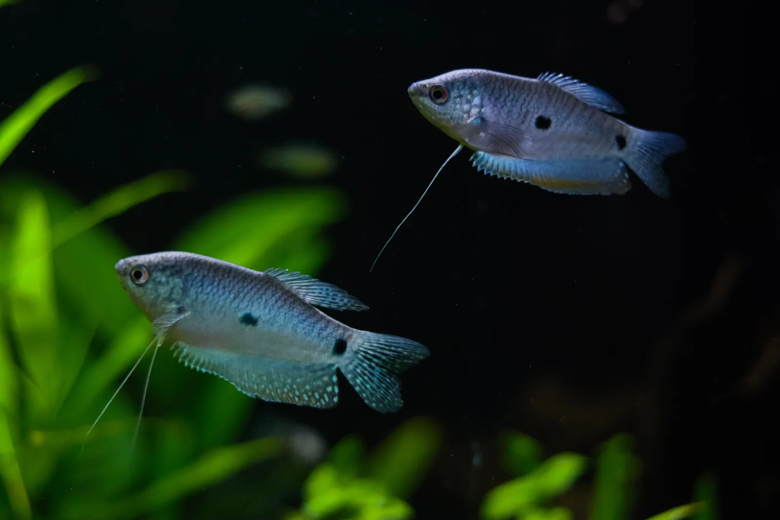 Pair of three spot gourami (Trichopodus trichopterus), showing the two flank spots that combine with the eye to give the species its common name