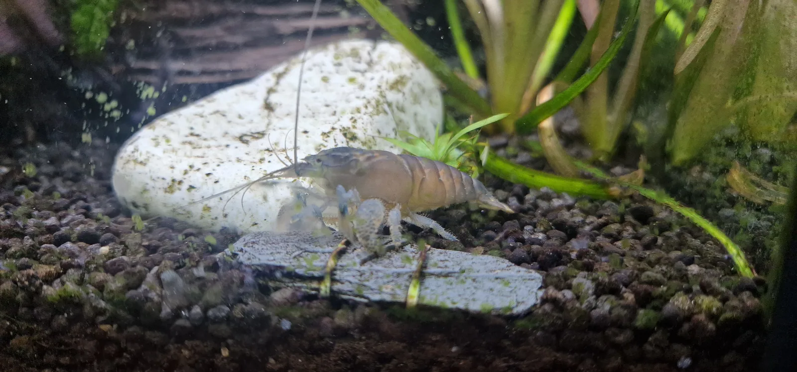 Vampire shrimp (Atya gabonensis), consistent with the species' fan-shaped filter-feeding appendages visible near the front of the body